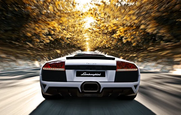 Картинка дорога, осень, солнце, деревья, скорость, Lamborghini, белая, murcielago