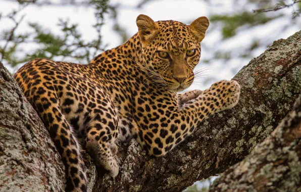Леопард, дикая кошка, на дереве