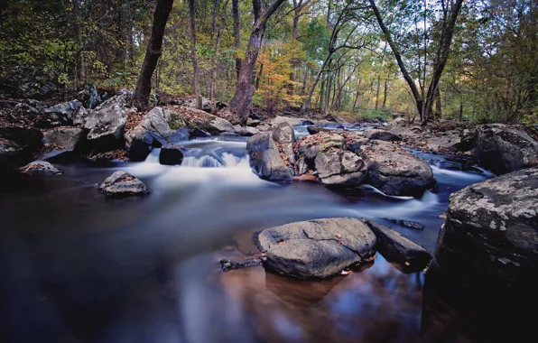 Картинка осень, лес, река, ручей, камни