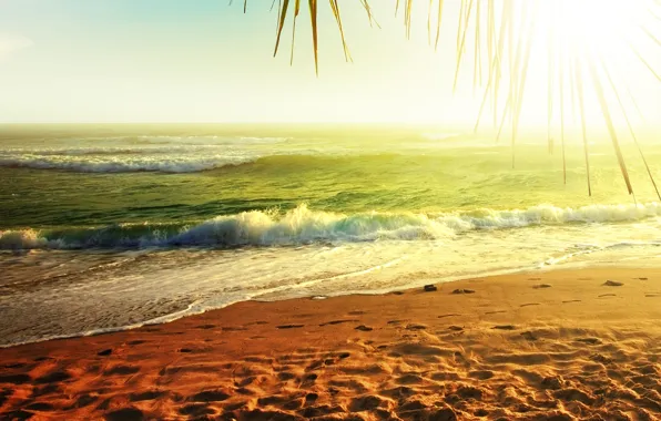 Картинка песок, море, вода, солнце, природа, пальма, пальмы, океан