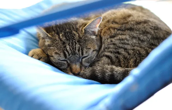 Кошка, спит, полосатая, photographer, Giovanni Zacche