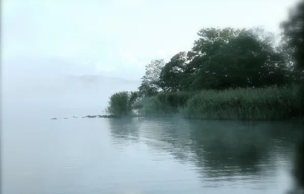 Картинка деревья, туман, озеро, камыш