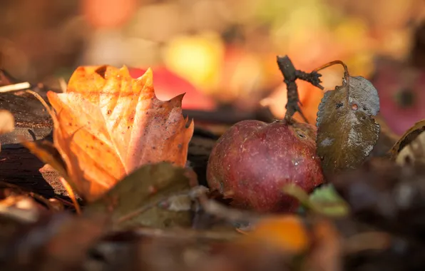 Осень, макро, листва, яблоко, дары осени