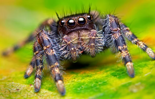 Глаза, макро, паук, лапы, spider, насекомое, eyes, macro