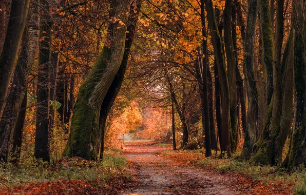 Картинка осень, деревья, природа, парк, аллея