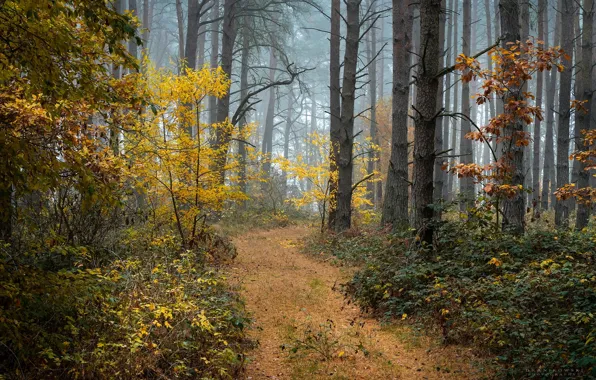 Осень, лес, деревья, туман, Radoslaw Dranikowski