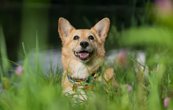 Картинка трава, морда, настроение, собака, Вельш-корги