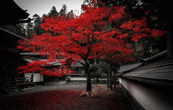 Картинка осень, листья, дом, дерево, Япония, двор, багрянец