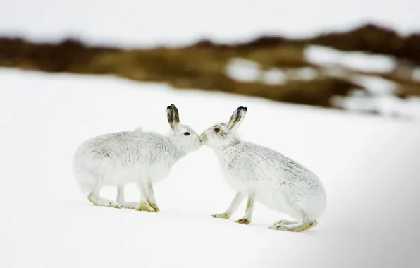Зима, снег, Шотландия, зайцы, заяц белый