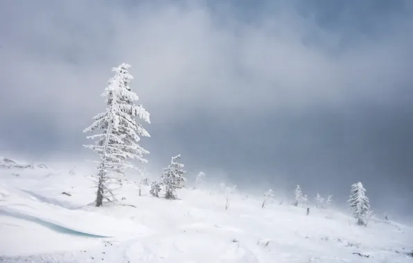 Зима, снег, сугробы, ёлочка