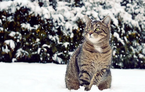 Зима, кошка, взгляд, снег, смотрит