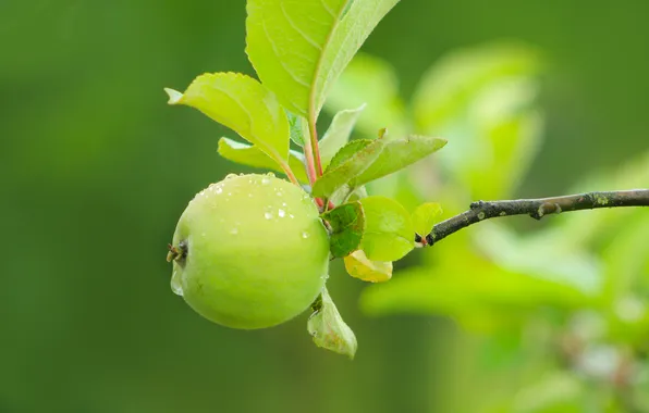 Apple, fruit, twig