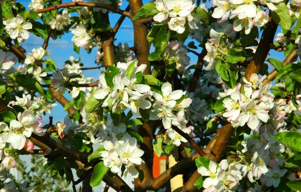 Ветки, весна, яблоня, цветение, Spring, Flowering trees