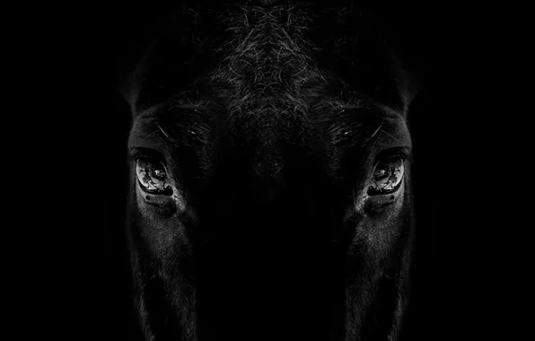 Animal, horse, silhouette