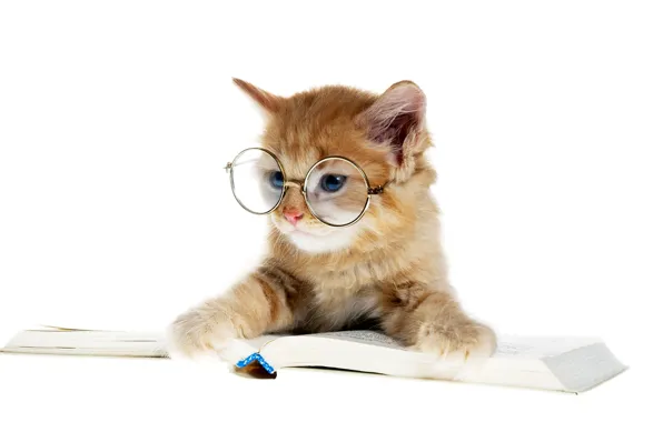 Кот, очки, книга, котёнок