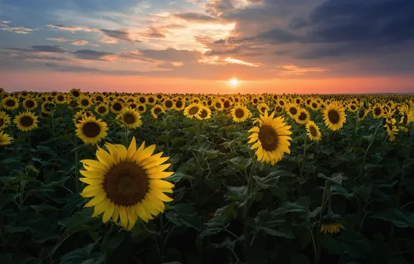 Картинка поле, подсолнухи, пейзаж, цветы, природа, Россия, поле подсолнухов