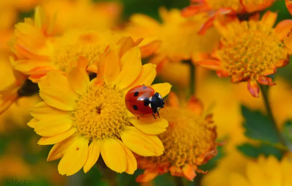 Картинка Насекомое, Yellow flowers, Жёлтые цветочки