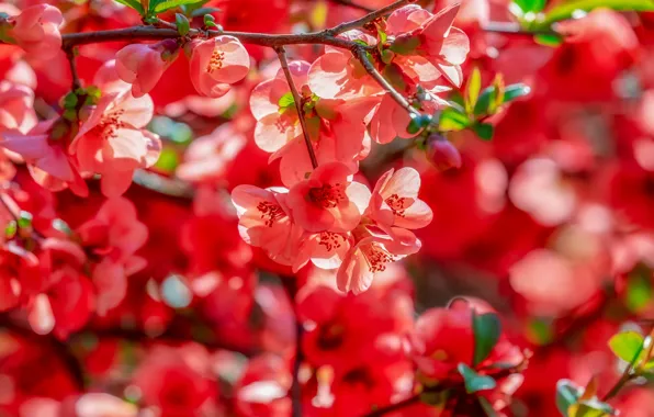 Дерево, ветка, весна, red, цветение, blossom, айва, quince