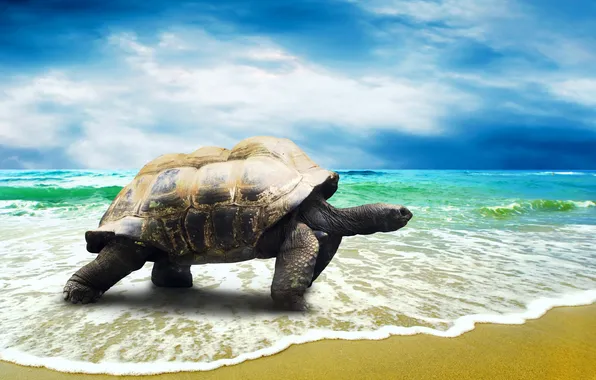 Картинка песок, море, черепаха, прибой