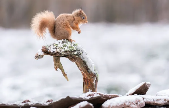 Зима, взгляд, снег, природа, поза, белка, коряга, кора