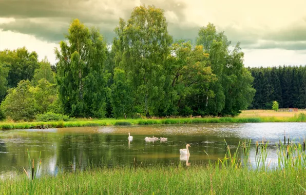 Картинка зелень, деревья, озеро, птица, берег, лебеди