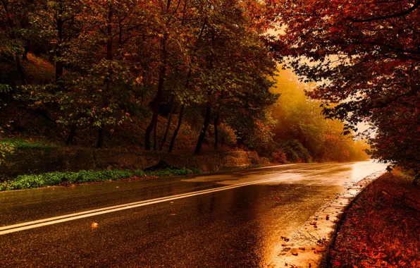 Дорога, осень, лес