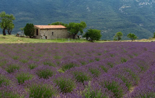 Франция, Природа, Горы, Деревья, Домик, House, Nature, France