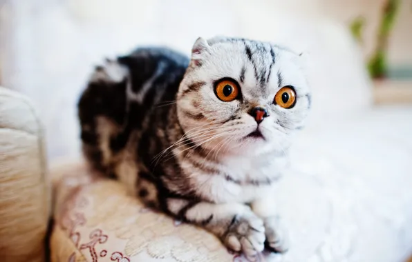 Кошка, кот, взгляд, вислоухая