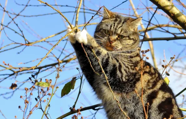 Кошка, кот, ветки, дерево, на дереве