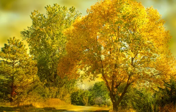 Дорога, осень, лес, свет, деревья, ветки, природа, парк