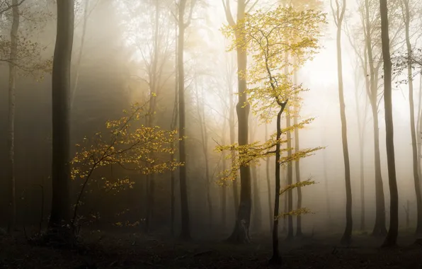 Картинка осень, лес, природа, дымка