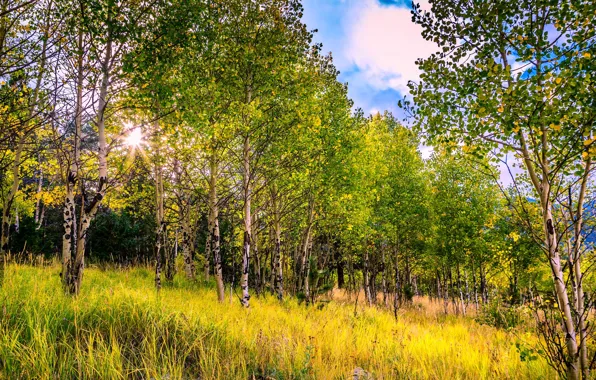 Картинка осень, деревья, Колорадо, США, осина, Аспен