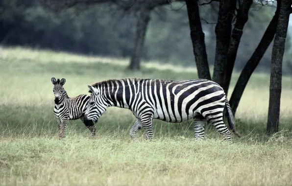Семейство, зебры, zebra