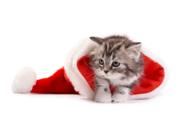 Кошка, Рождество, Новый год, christmas, new year, cat, santa hat, Санта шляпу
