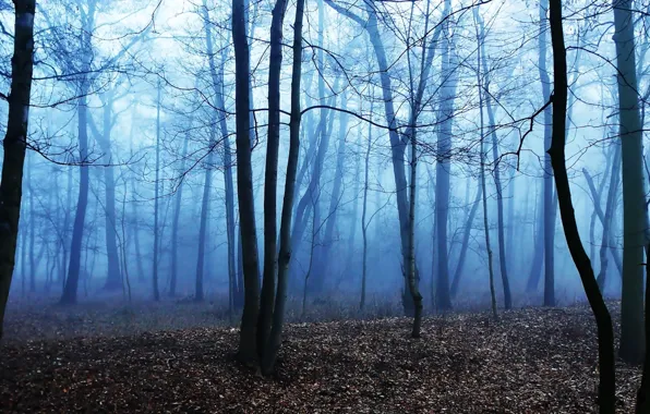 Dark, forest, park, tree, fog