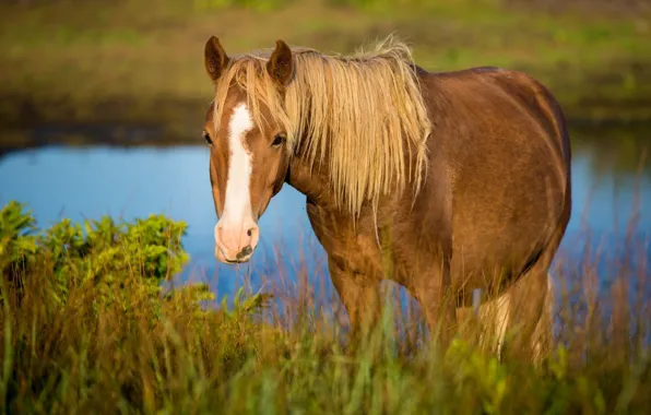 Картинка трава, морда, конь, лошадь, пастбище