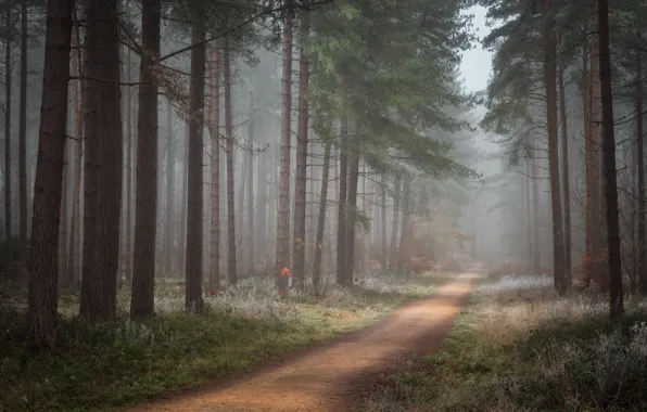 Иней, лес, трава, деревья, природа, туман, стволы, утро