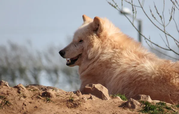 Nature, snow, predator, face, animal, wolf, wolves, wildlife