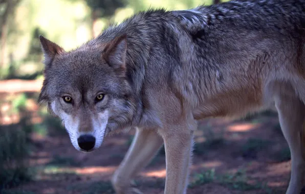 Картинка nature, snow, predator, face, animal, wolf, wildlife, portrait