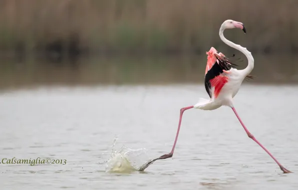 Картинка bird, pink, Passo, selective focus photography of Flamingo running on