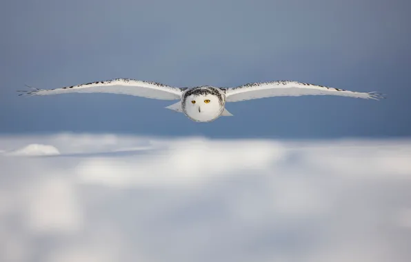 Картинка облака, сова, белая, полёт, snow