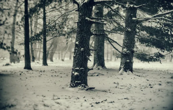 Холод, зима, снег, деревья, сосны