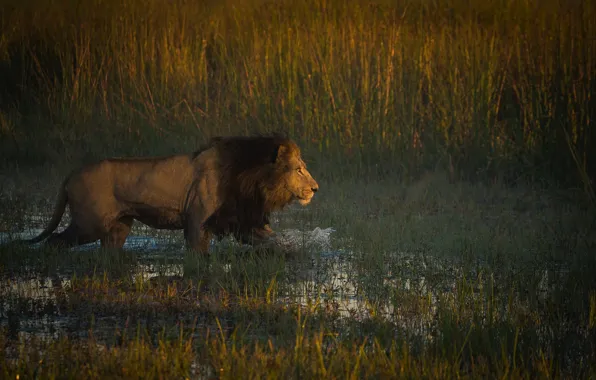 Лев, африка, охотник