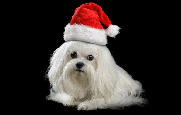 Картинка животные, красный, праздник, новый год, рождество, собака, щенок, Санта