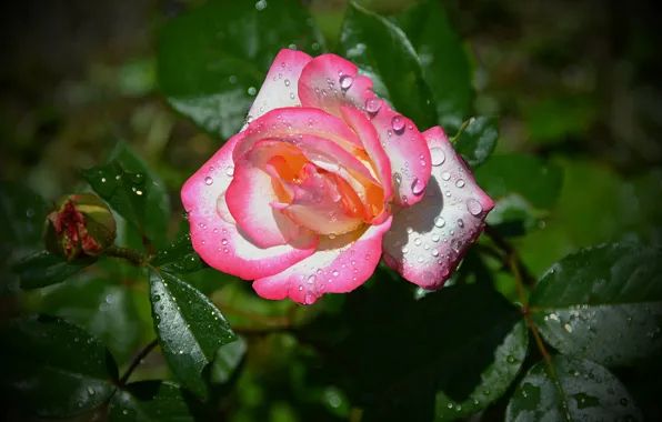 Капли, Бутон, Боке, Розовая роза, Pink rose, Drops