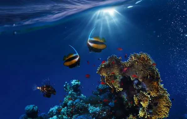 Underwater, ocean, fishes, tropical, reef, coral
