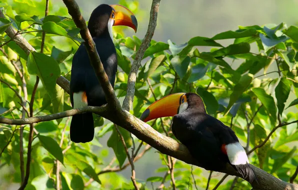 Картинка big beak birds, Yellow-beaked birds, Large tropical birds, toucan birds