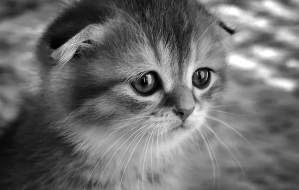 Кошка, взгляд, поза, котенок, портрет, вислоухий, малыш, мордашка