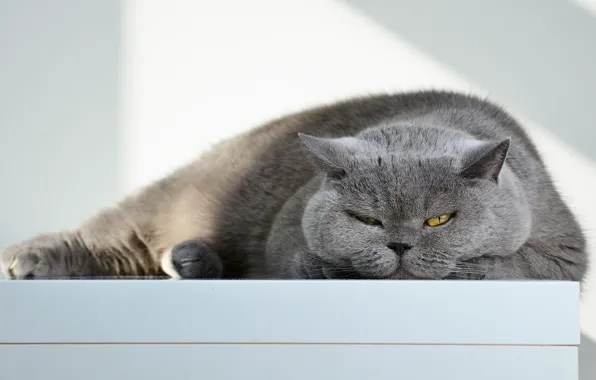 Кошка, кот, взгляд, свет, поза, серый, фон, портрет