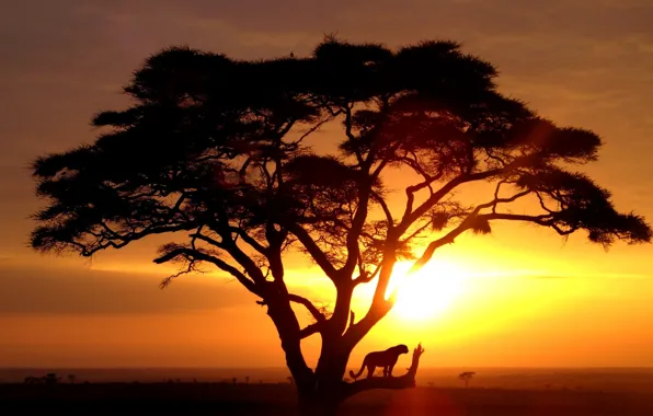 Картинка sunrise, savannah, wild cat, ttree